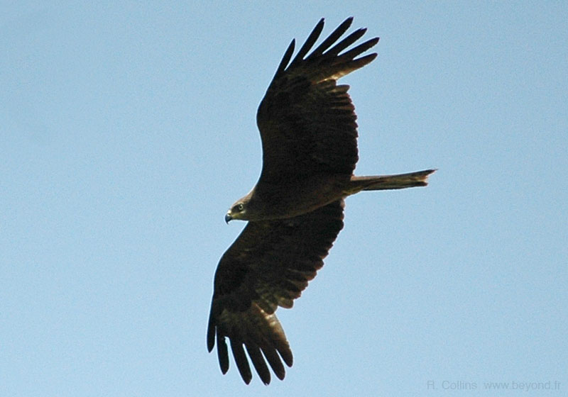  Birds of Provence photo kite-black0017b.jpg