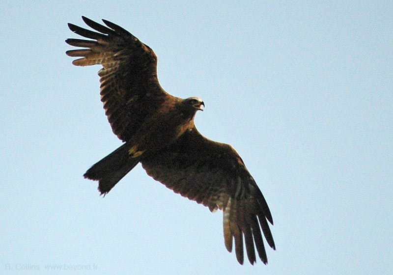  Birds of Provence photo kite-black0021b.jpg