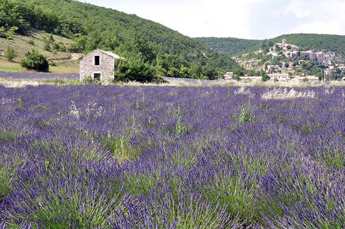 Lavender Fields photo lavender-banon0009b.jpg