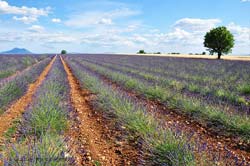Provence lavender field and ripe wheat