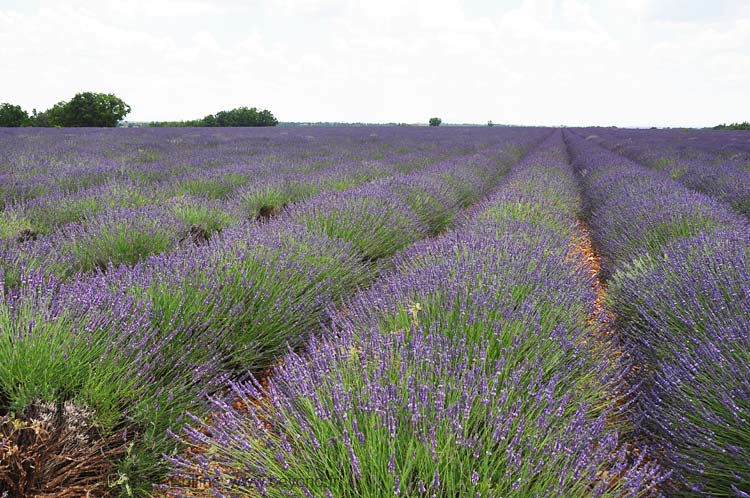  Lavender Fields photo lavender-puimoisson4w0002b.jpg