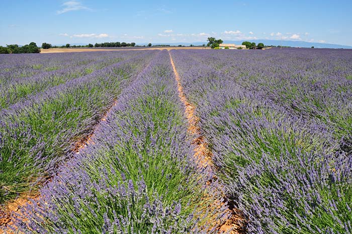  Lavender Fields photo lavender-puimoisson7w0022b.jpg