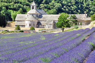  Lavender Provence photo lavender-senanque0041b400.jpg