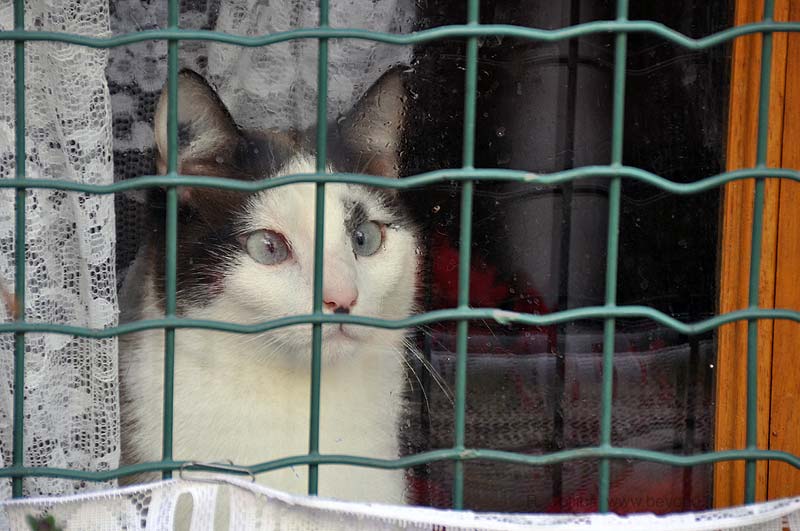  Village Cats Provence 1 photo meounes-cat0001b.jpg