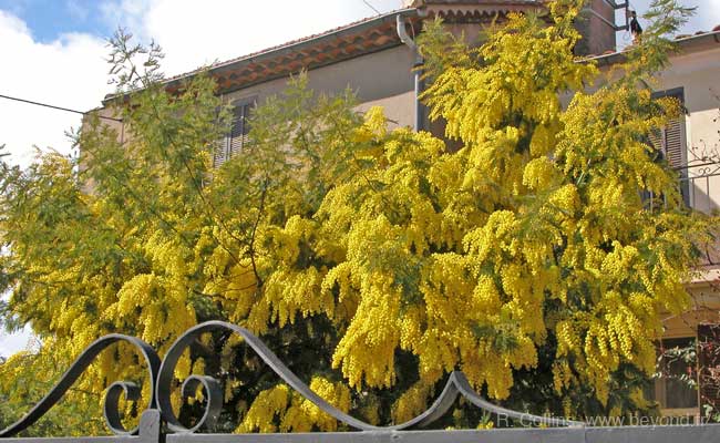  Route du Mimosa photo mimosa0001b.jpg