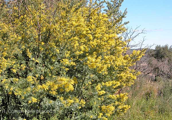  Route du Mimosa photo mimosa0004b.jpg