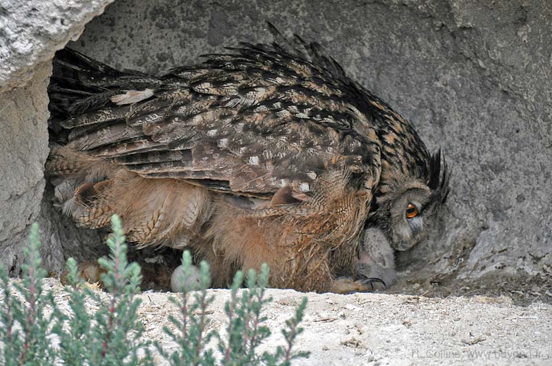  Birds of Provence photo owl-eagle0009b.jpg