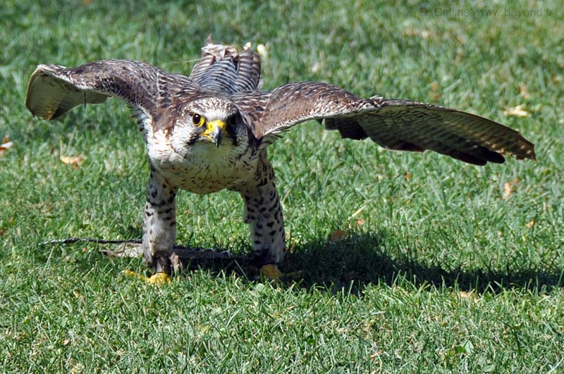  Birds of Provence photo peregrine0007b.jpg