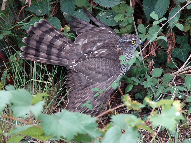  Birds of Provence photo sparrowhawk0006b.jpg