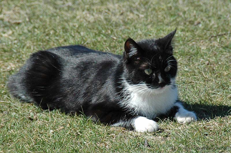  Village Cats Provence 2 photo st-barnabe-cat0002b.jpg