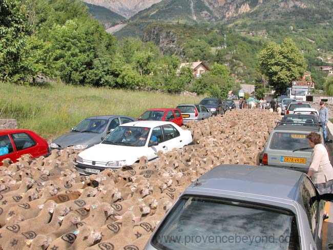  Transhumance St Etienne-de-Tinée photo stetientransh0011b.jpg