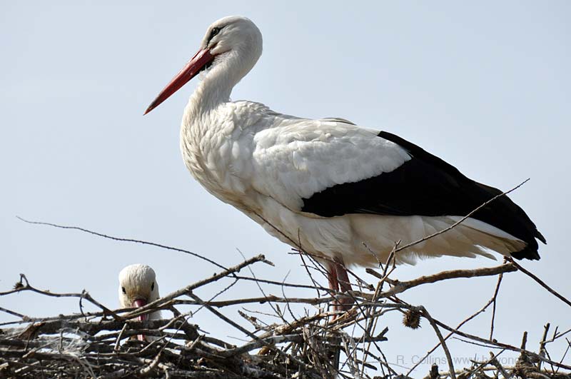  Birds of Provence photo stork-white0011b.jpg