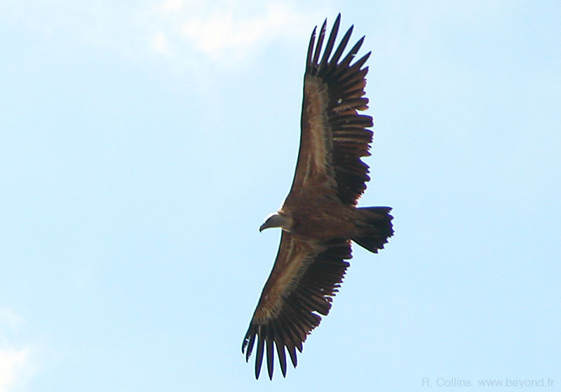  Birds of Provence photo vulture-griffon0022b.jpg