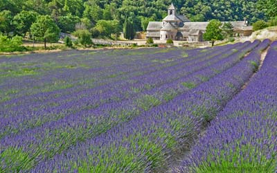  Apt Lavender Itineraries photo lavender-senanque0037b400.jpg