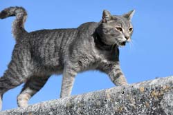 An Aramon village cat walking the