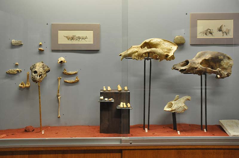  Requien Museum Photos photo avignon-requien0028b.jpg