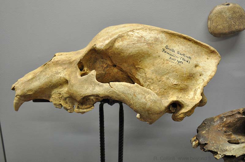  Requien Museum Photos photo avignon-requien0036b.jpg
