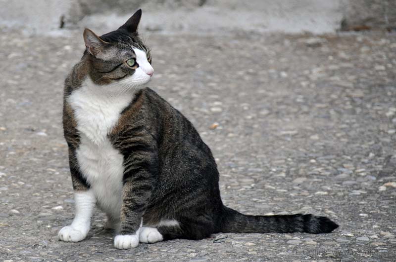  Barbentane photo barbentane-cat0001b.jpg