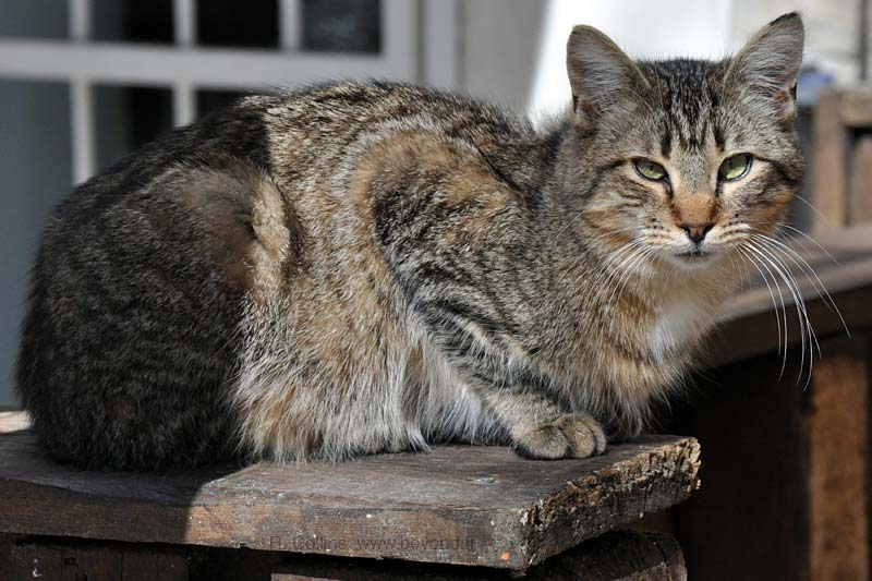  Barjac photo barjac-cat0003b.jpg