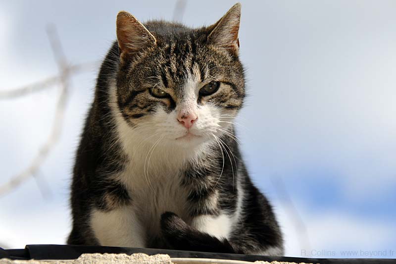  Barjac photo barjac-cat0020b.jpg