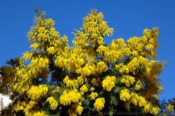 Bormes-les-Mimosas' mimosa tree in