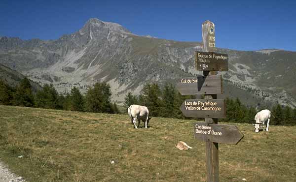  Casterino photo casterino050b.jpg