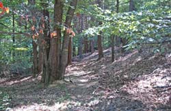 Part of the Cros d'Utelle loop