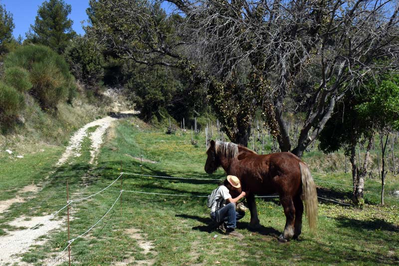  Gigondas photo gigondas-horseshoeing0001b.jpg