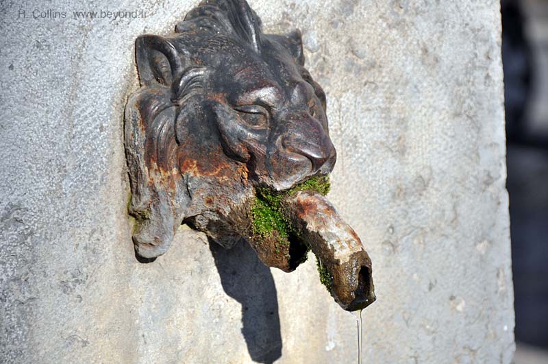  Grillon photo grillon0007b.jpg