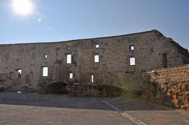  Grillon photo grillon0019b.jpg