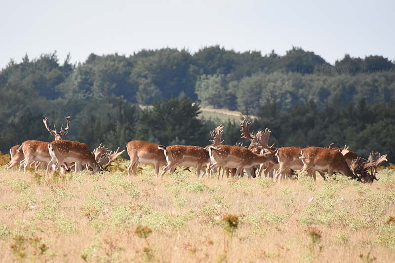  Lagarde-d'Apt photo lagarde-apt-esfourniaux0027b.jpg