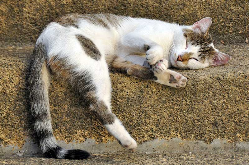  Lauris photo lauris-cat0010b.jpg