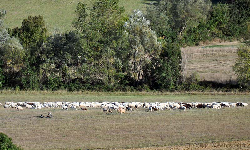  Lussan photo lussan-shepherd0001b.jpg