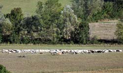 Shepherd with flock and dog in