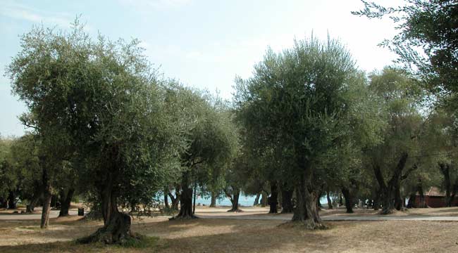  Menton Gardens photo menton0070b.jpg