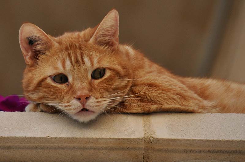  Mondragon photo mondragon-cat0019b.jpg