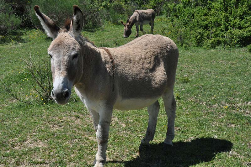  Montpezat photo montpezat-donkey0009b.jpg