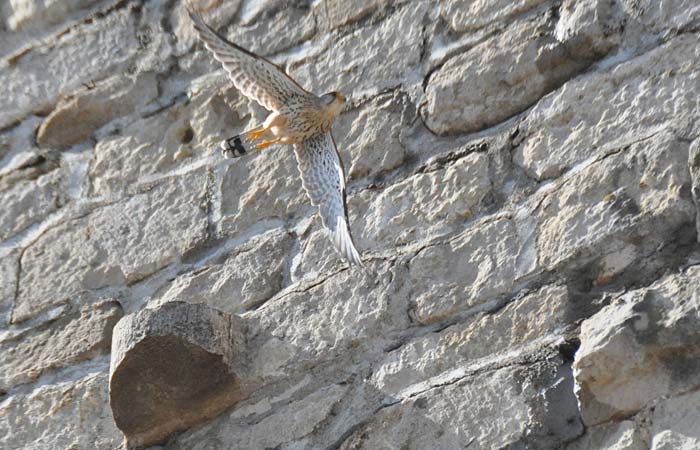  Moussac photo moussac-kestrel0004b.jpg