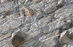 Kestrel launching from 12th-century tower