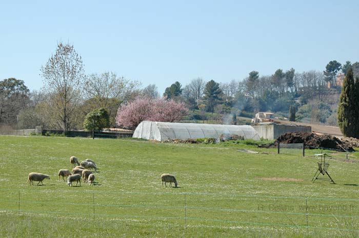  Opio photo opio0020b.jpg