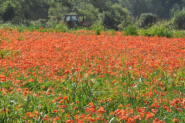  Montclus Gard photo poppy-montclus-gard0007b.jpg