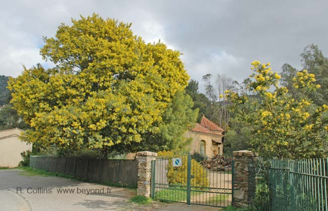  Rayol-Canadel-sur-Mer photo rayolcanadel0040b.jpg