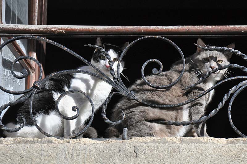  Remoulins photo remoulins-cat0007b.jpg