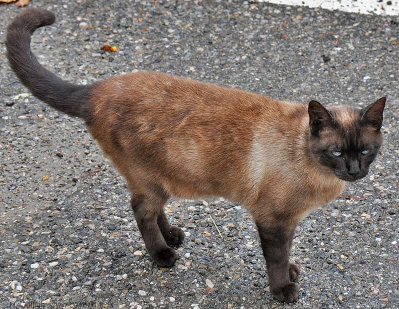  Rieux-en-Val photo rieux-en-val-cat0002.jpg