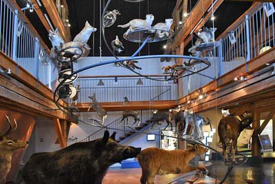 Interior space of the nature museum