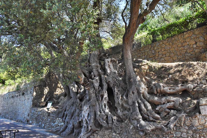  Roquebrune-Cap-Martin photo roquebrune-c-martin-olivier0009b.jpg