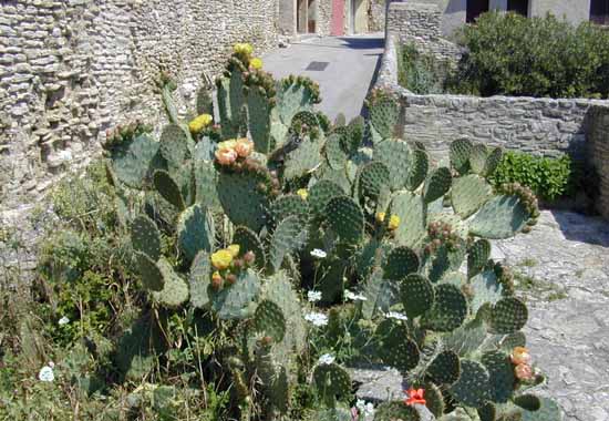  Saumane-de-Vaucluse photo saumanevaucluse0068.jpg