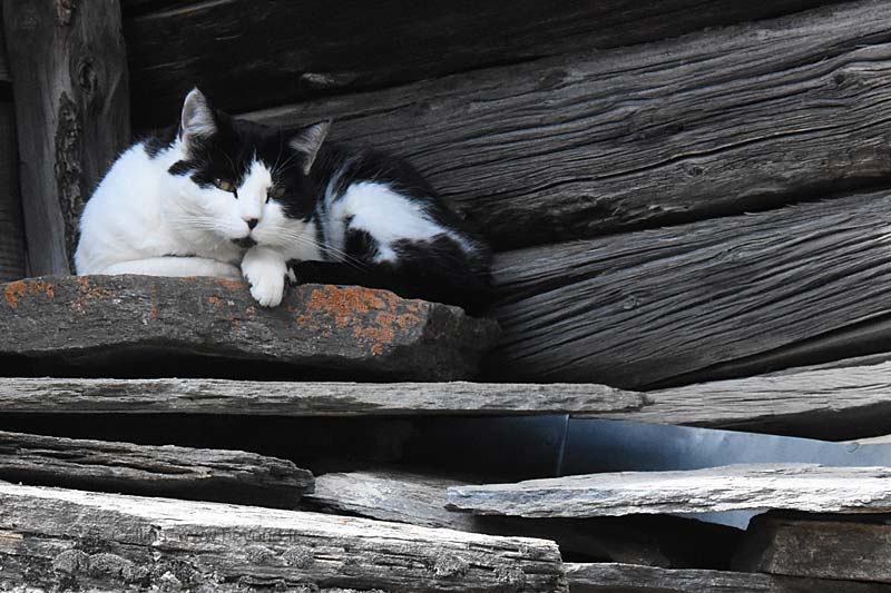  Saint Véran photo st-veran-cat0008b.jpg