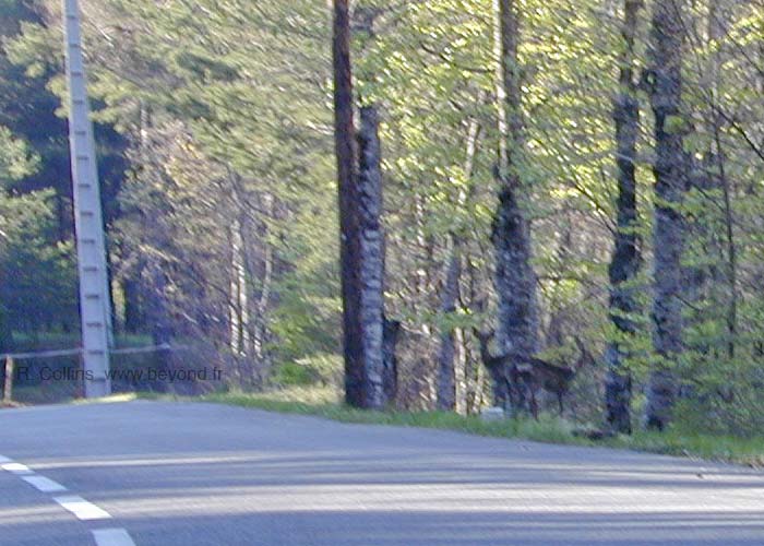  Thorenc photo thorenc0007b.jpg