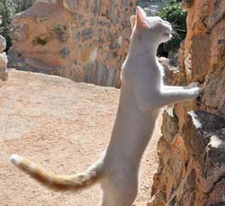 Cat guide for the Chateau Valbelle